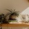 bureau top decorated with potted plants, books and framed pictures
